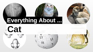 Cat | Wikipedia