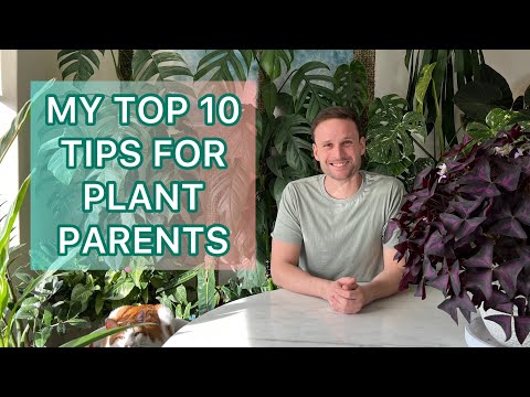 My Top 10 Tips for Plant Parents