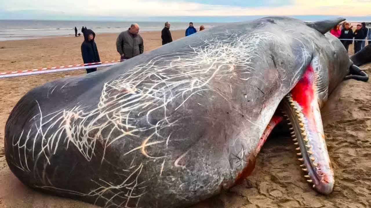 Si Vous Voyez Ceci Sur Une Plage, Courrez Et Demandez De L’Aide
