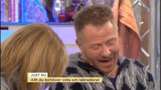 Allt du behöver veta om labradorer - Nyhetsmorgon (TV4)