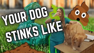 Why Your Dog Smells BAD?? Dr. Lindsay veterinarian explains! by Doctor Lindsay Butzer DVM 605 views 2 months ago 4 minutes, 2 seconds