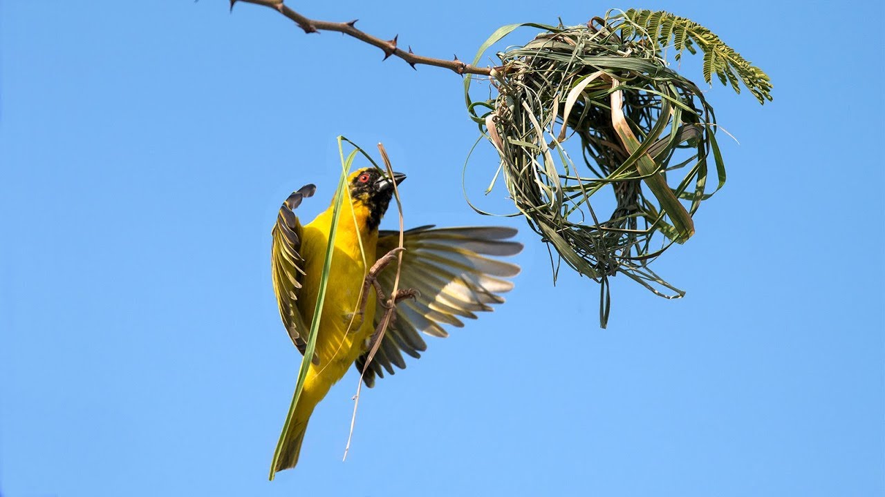 Who Built that Nest?