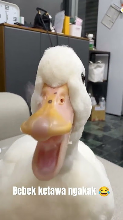 BEBEK KETAWA NGAKAK 😂 #animal #hewan #bebek #duck #viral #fyp #fypシ゚viral