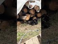 Baby kitty climbing logs
