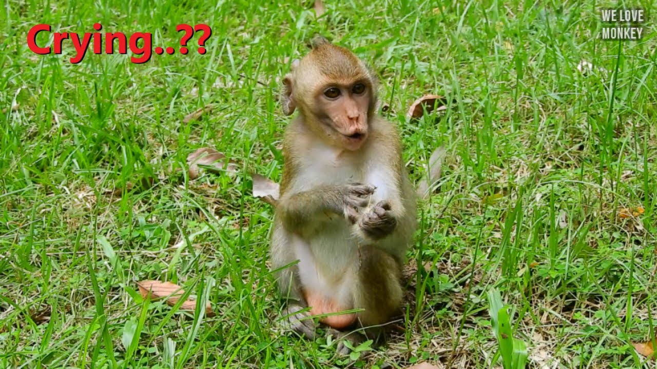 Poor Little Monkey Janna is Hungry & Crying to Request Food Cameraman,Janna Jealous of Ada Take Food