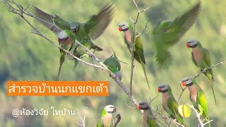 สำรวจบ้านนกแขกเต้า : ธรรมชาติของสัตว์ป่า @ห้องวิจัย ไทบ้าน