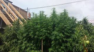 Quebec Cannabis Seeds: Gelato / Blueberry - Outdoor Grow 2021