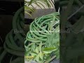 #Plants check karna he unhe healthy banana he💪💪💪