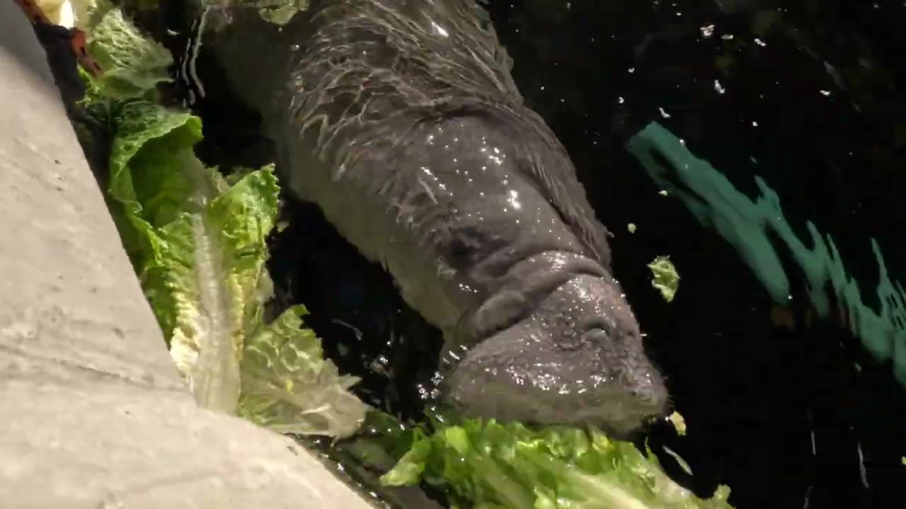 Manatee awareness and conservation
