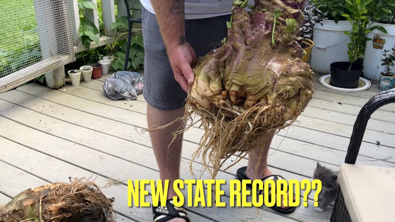 Did I break the rutabaga state record?? Grafting the giant pumpkin main