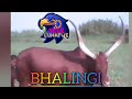 JIMINONGENI DOTO UJUMBE BHOBHALINGI OFFICIAL AUDIO MUSIC 2026 