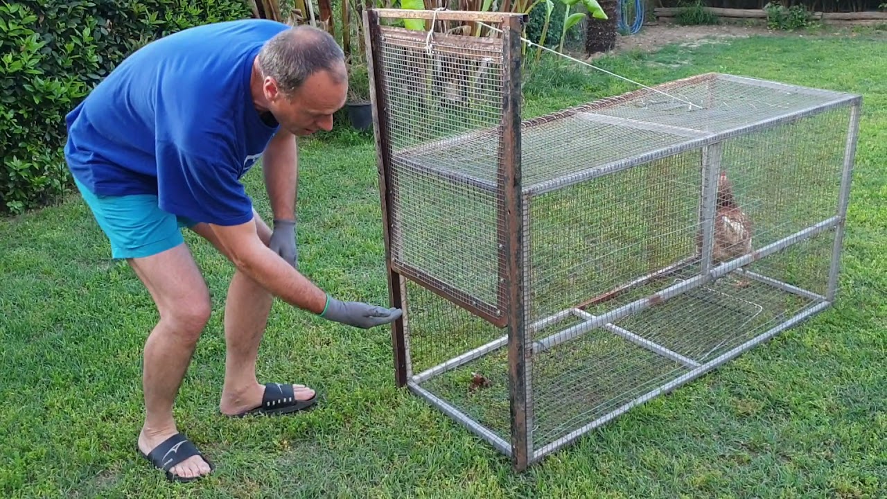 Αλεπού-παγίδα με ζωντανή κότα!!!Fox trap with live bait!!!