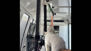 Toy Poodle Grooming Prep  The Secret Step Before Bath Time   Mobile Dog Grooming Nashville TN