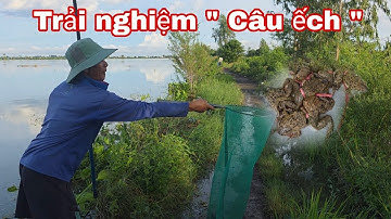  Câu Ếch mùa nước nổi ! Hãy khám phá ngay, có dùng lưỡi không? 