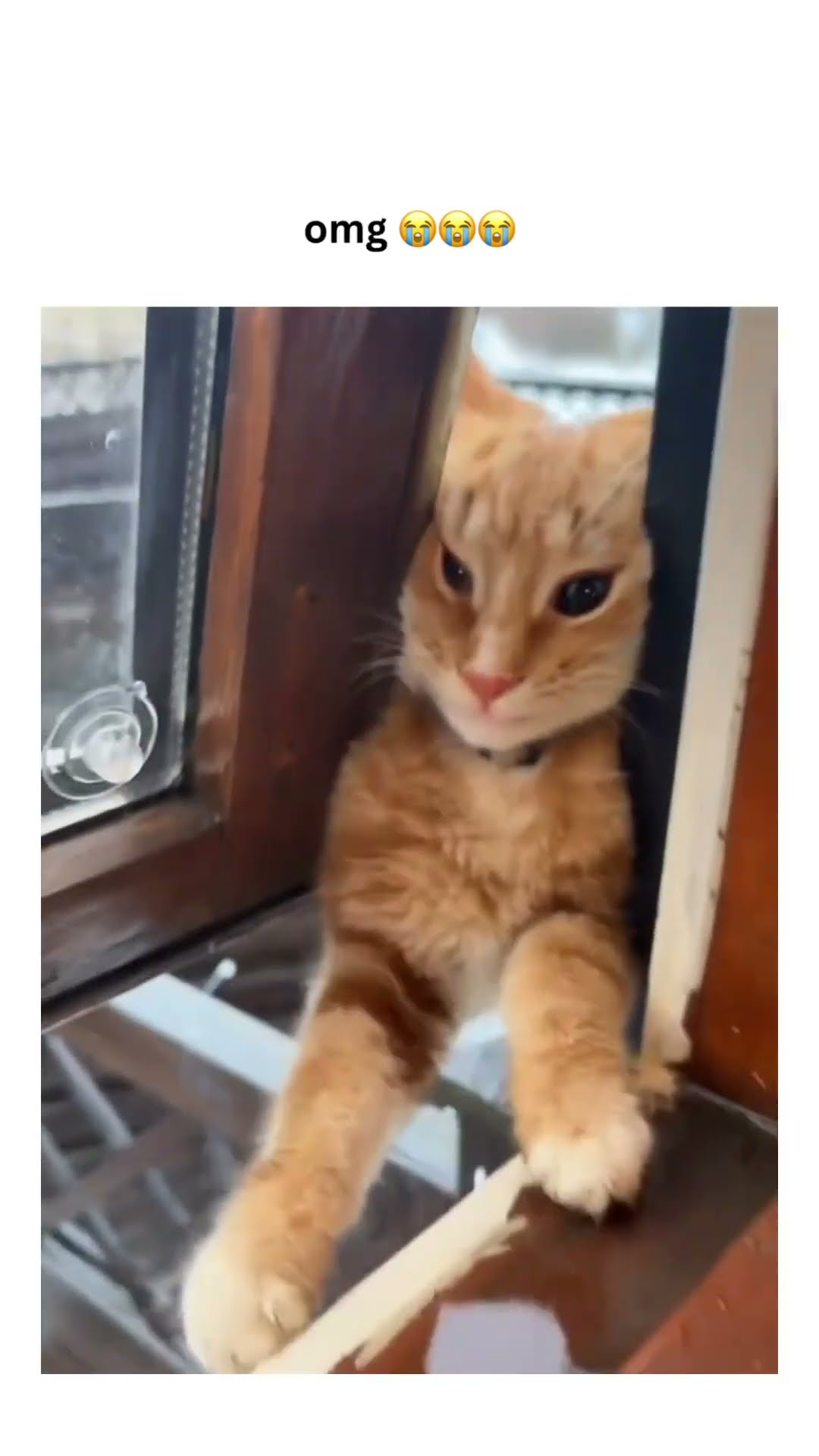 Orange Kittyo acting just like prvnci they said it’s time to go ham