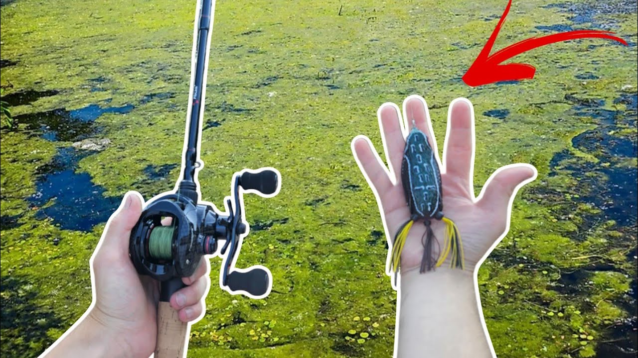 Frog Fishing green lake For MONSTER Bass!