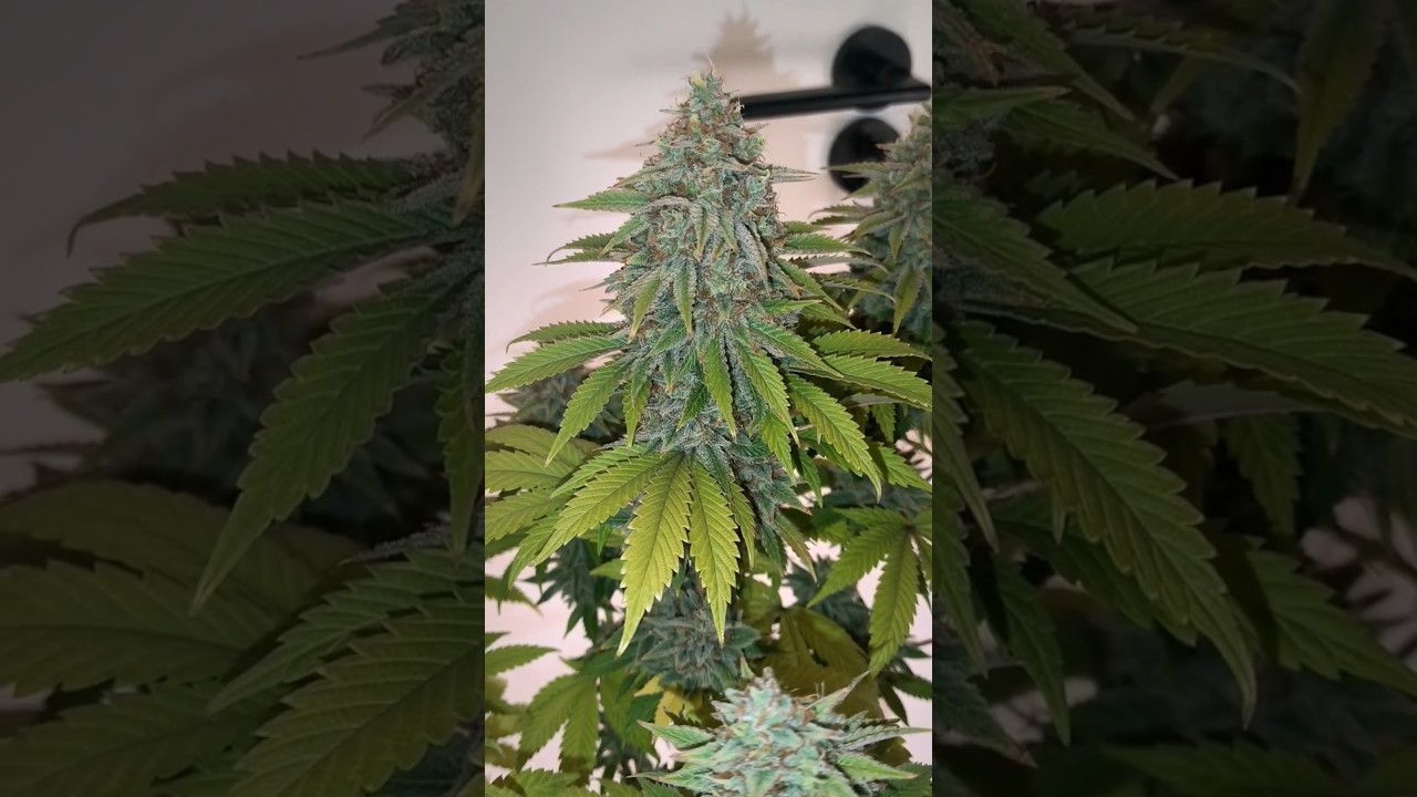 Dos Si Dos 33 #2 Final Cultivo || Barney's Farm 🌞