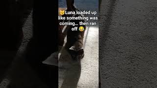 #shorts #cat #luna  #catbehavior #funnycat #caughtoncamera #catmoments #zoomies  #unexpected