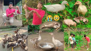 How Did The Duckling Suddenly Die? My Hobby Farm