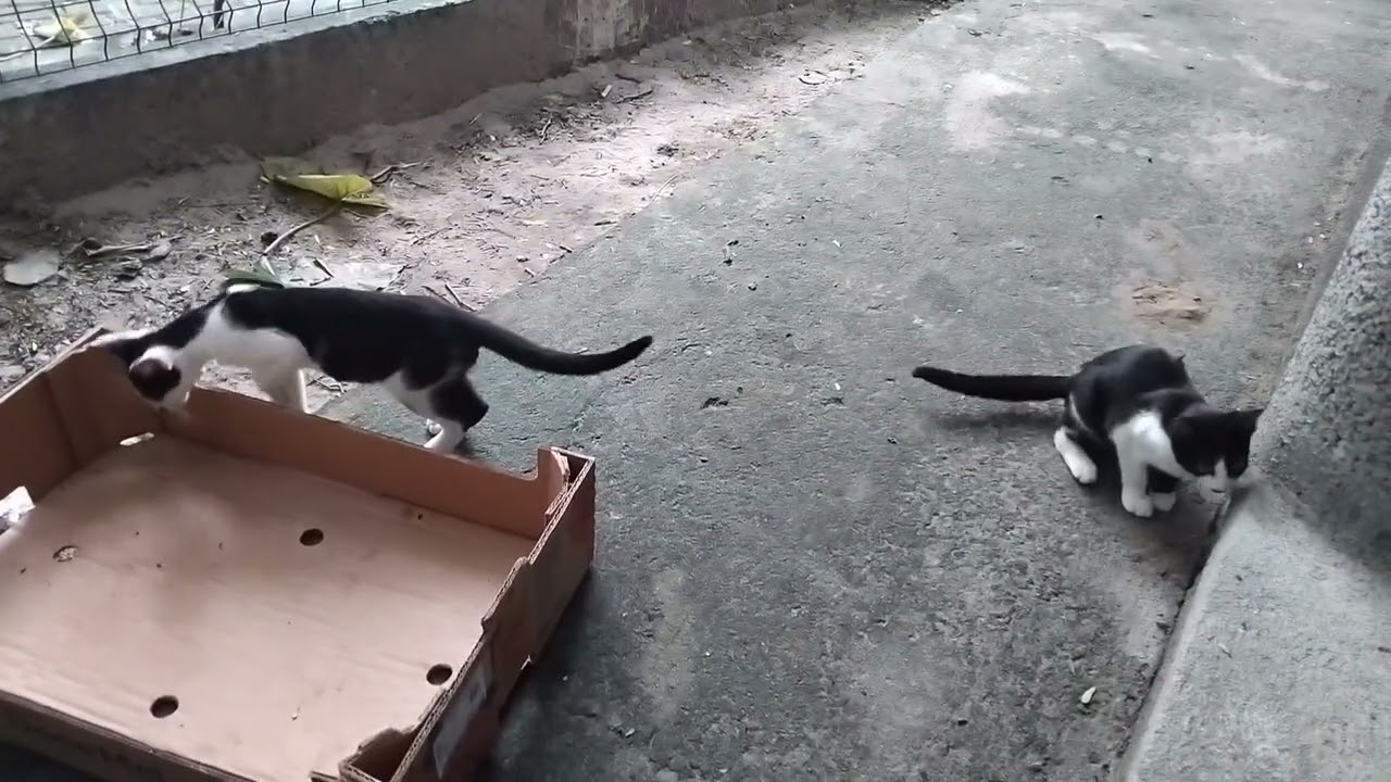 Cats Megavlog - Old 3 and new 3! 3 x 3 new abandoned! 24.04 - YouTube