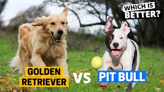Golden Retriever vs Pitbull: Which Breed is Right for You?