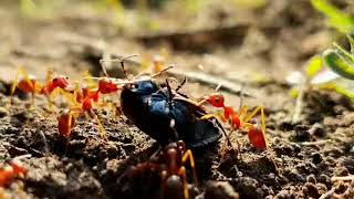 Amazing Ant Colony Carrying Food - Teamwork of Ants in Nature (Close-up)