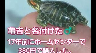 亀の脱皮 Youtube