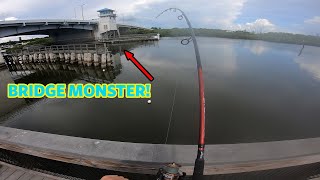 BRIDGE MONSTER CATCH&COOK by 24-7 Fishing 47 views 1 year ago 9 minutes, 48 seconds