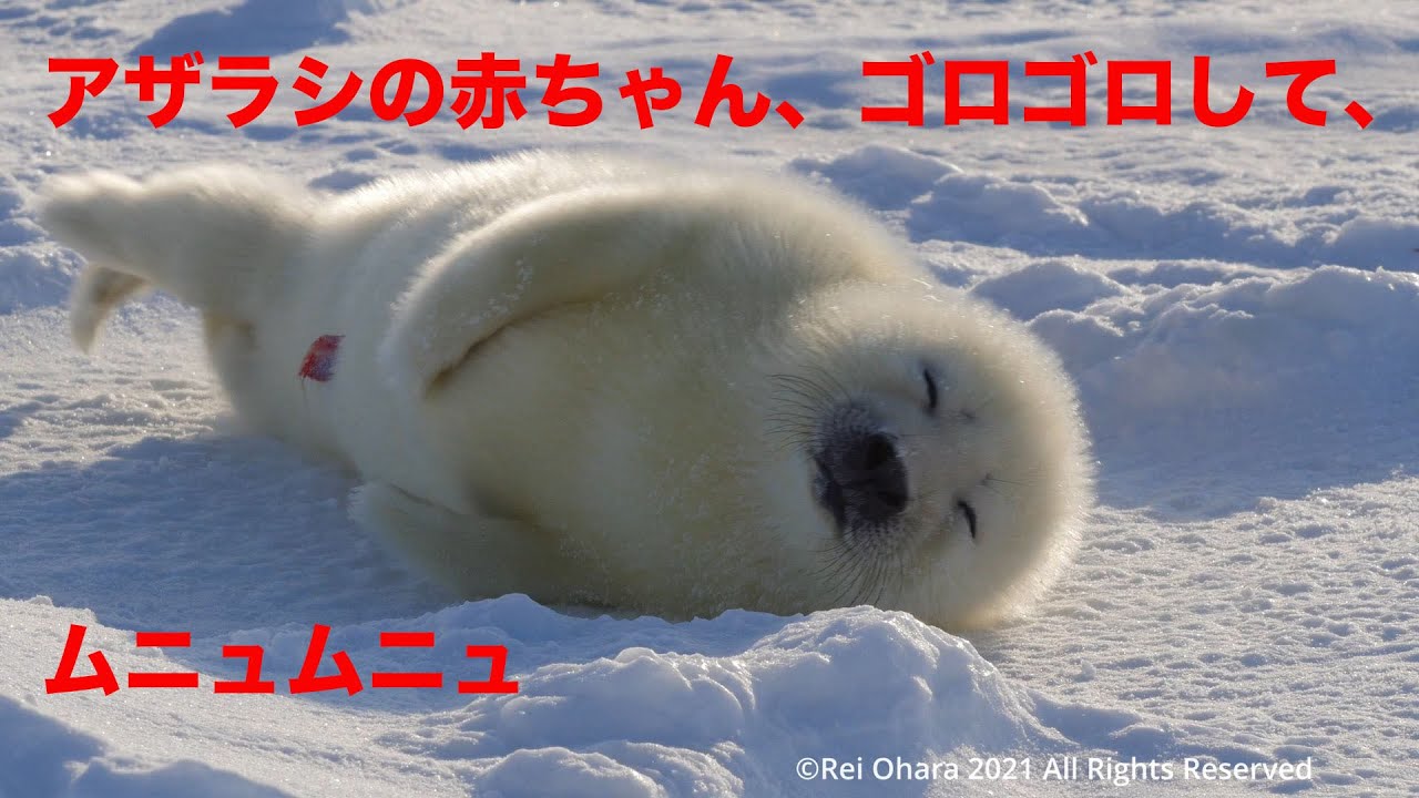 Harp Seal Pup アザラシの赤ちゃん ゴロゴロして ムニュムニュ Youtube Harp Seal Pup アザラシの赤ちゃん ゴロゴロして ムニュムニュ Youtube