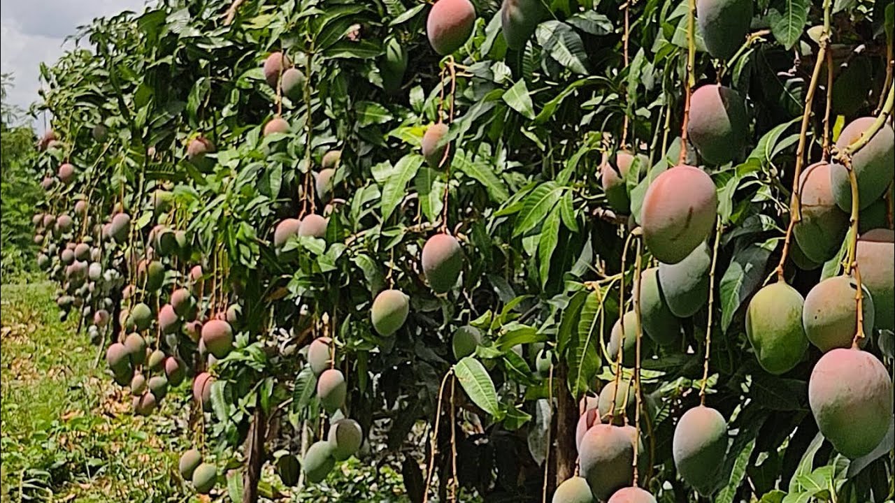 خدمة المانجو شهر اكتوبر نوفمبر ديسمبر