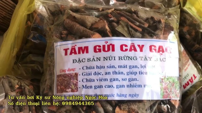 4. Những lưu ý khi sử dụng tầm gửi cây gạo