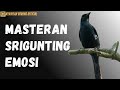 Masteran Suara Burung Srigunting Krantil Gacor Buat Pikat
