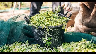 Arbequina Récolte à La Main 2020 Arbequina Récolte à La Main 2020