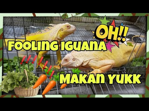 iguana eat