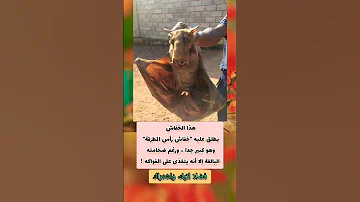 هذا الخفاش يطلق عليه خفاش رأس المطرقة وهو كبير جدا Shorts 