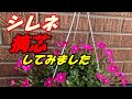 【花】シレネの育て方・摘芯