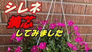 花 シレネの育て方 摘芯 Youtube