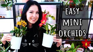 4 Mini Cattleya Orchids you SHOULD have!