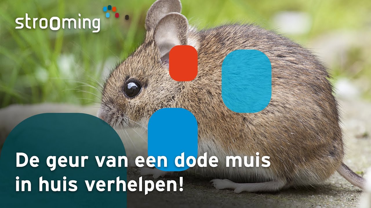 Kan Je Een Wilde Muis Als Huisdier Houden - Vogels