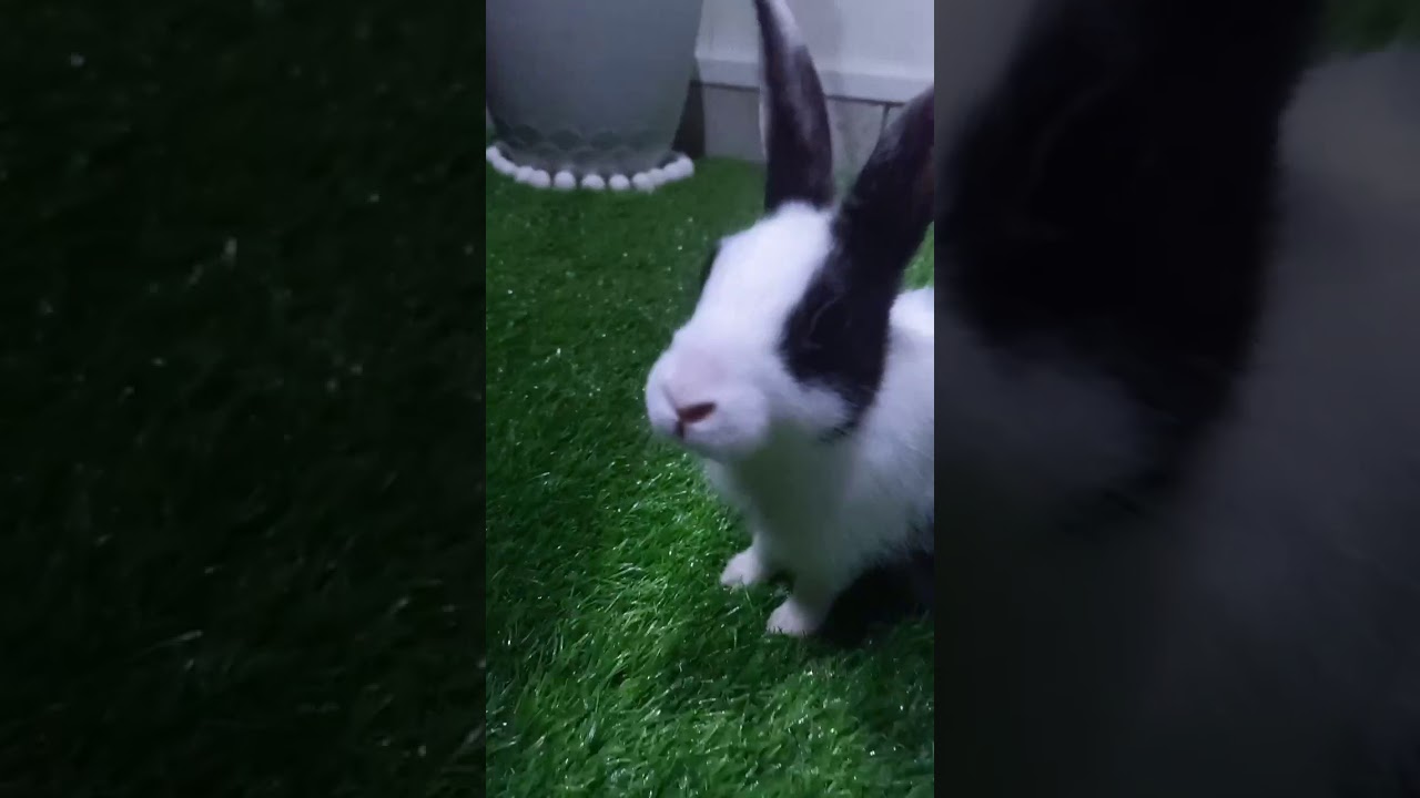 Baby bunny eating a rose petal 😍 YouTube