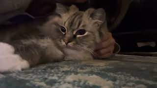 Sound on for purring! by Ellie the Ragdoll 865 views 6 months ago 51 seconds