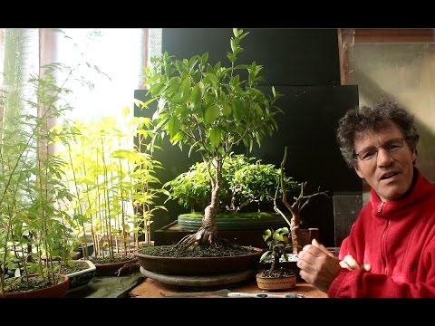 Video: Ficus microcarpa: kev saib xyuas hauv tsev, duab