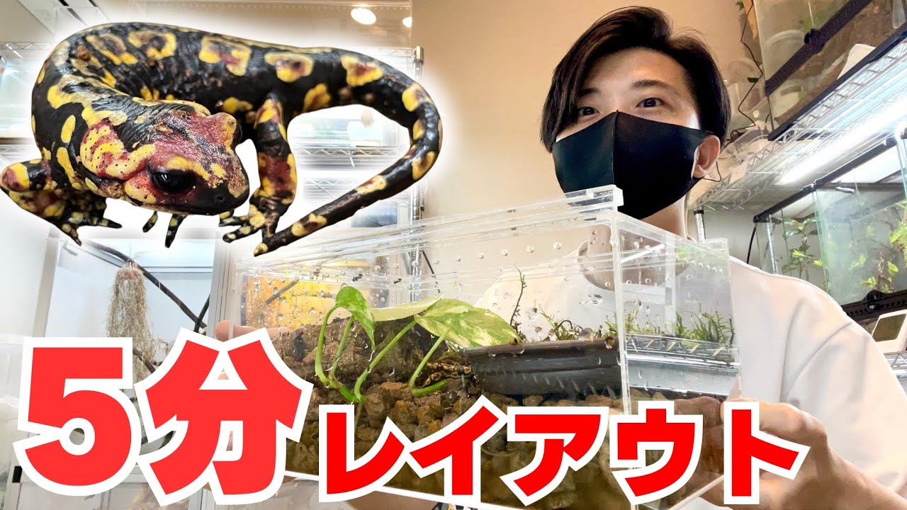 How to renovate your salamander's habitat in just 5 minutes - YouTube