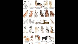 Dog Breeds Part23 (Newfoundland) #dog #shorts #shortvideo #youtubeshorts #pets  #viral