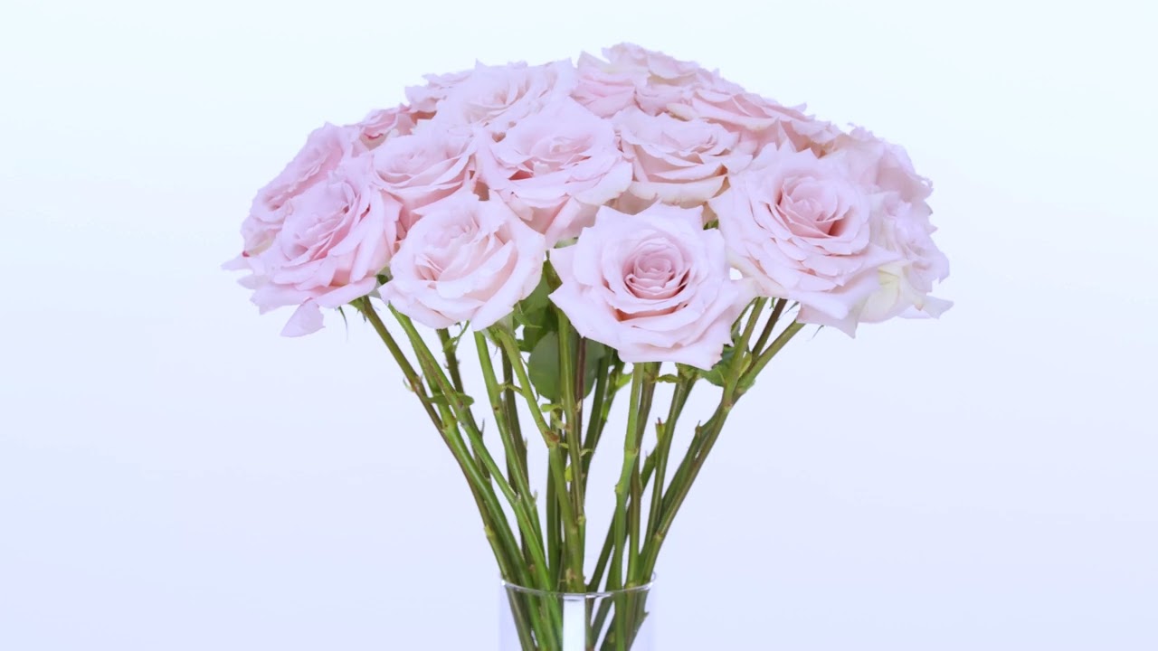 Quicksand® Pastel Pink & Soft Lavendar Rose | April & Ashley