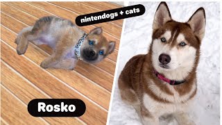 Nintendogs+cats (V.B.3) présentation de rosko