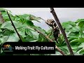 Fruit Fly Cultures for Chameleon Babies