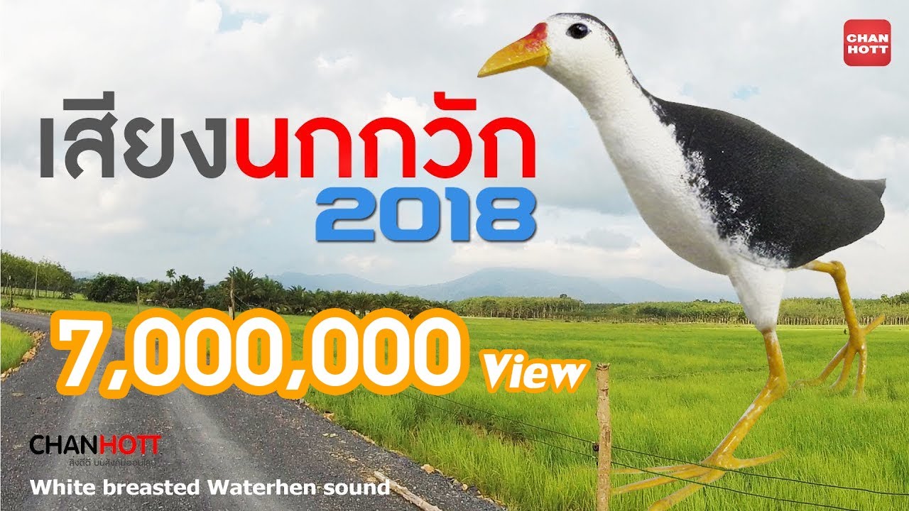 เสียงนกกวัก 2018 ใหม่ล่าสุด !! Waterhen sound Burung ruak-ruak wak wak