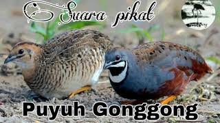 Suara burung Puyuh Gonggong sangat cocok untuk di jadikan suara pikat