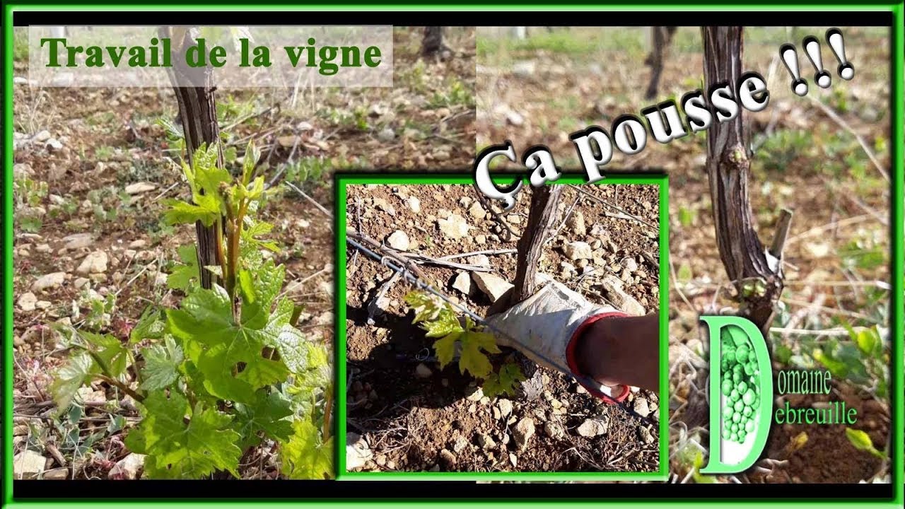 Mondage ou épamprage de la vigne - YouTube